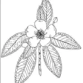 thumbnail for publication: Gordonia lasianthus 'Variegata': 'Variegata' Loblolly-Bay